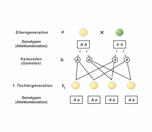 Gregor Mendel (1) - Die Uniformitätsregel